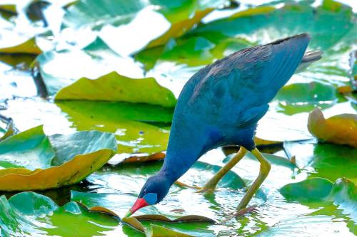 A blue bird with a red beak forages among green lily pads in a tranquil water setting.
