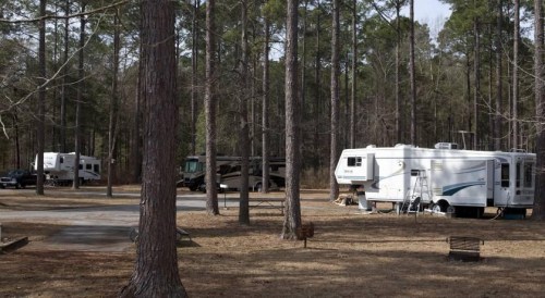 Two RVs parked in a wooded area with tall trees and a gravel road, surrounded by dry grass.