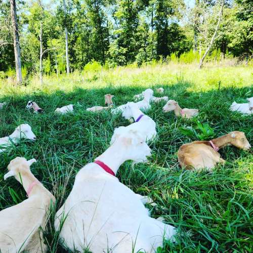 A group of goats resting in a lush green field surrounded by trees.