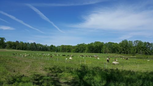 A lush green field with cows grazing under a blue sky with wispy clouds and trees in the background.