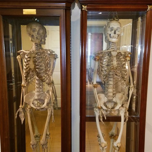 Two human skeletons displayed in glass cases, showcasing their skeletal structure in a museum setting.