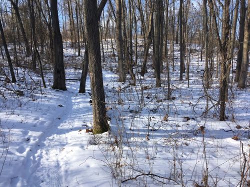 A snowy forest path winding through bare trees on a sunny winter day.