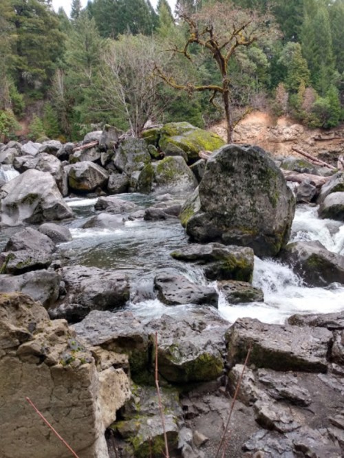 A rocky riverbank with flowing water, surrounded by lush green trees and moss-covered boulders.