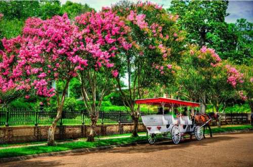 A horse-drawn carriage parked under vibrant pink flowering trees along a scenic street.