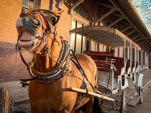 A horse with a playful expression stands beside a carriage in front of a brick building.