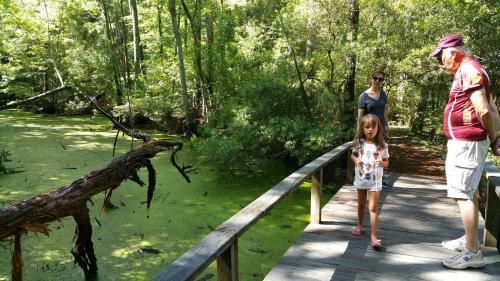 A child and an adult stand on a wooden bridge overlooking a green, mossy pond surrounded by trees.