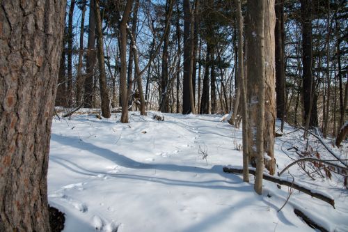 A snowy forest scene with trees and animal tracks visible in the fresh snow.