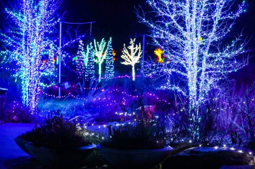 Colorful illuminated trees and plants in a garden at night, adorned with vibrant holiday lights.