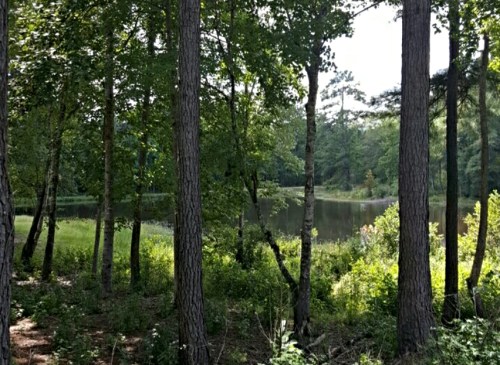 A serene forest scene with tall trees surrounding a calm pond, reflecting greenery under a clear sky.