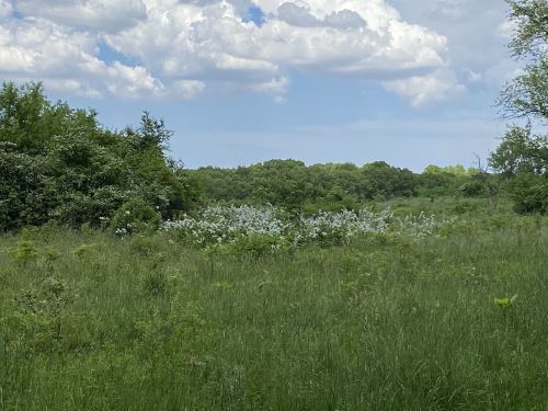 A lush green field with scattered white flowers and trees under a partly cloudy sky.