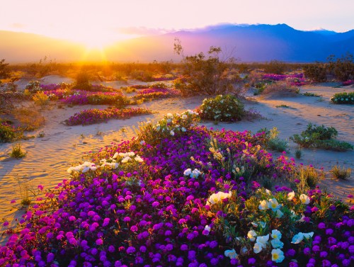 A vibrant desert landscape filled with purple and white flowers, illuminated by a golden sunrise over distant mountains.