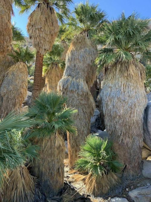 A cluster of tall palm trees with textured trunks and lush green fronds against a clear blue sky.