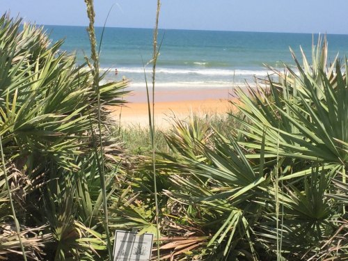 A view of a sandy beach framed by lush green plants under a clear blue sky. Waves gently lap at the shore.