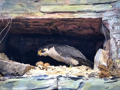 A peregrine falcon sits in a rocky nest, guarding two eggs among pebbles and dried grass.