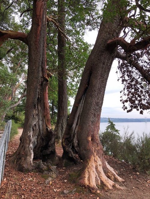 Two large trees with textured bark and exposed roots stand near a path by a body of water, surrounded by greenery.