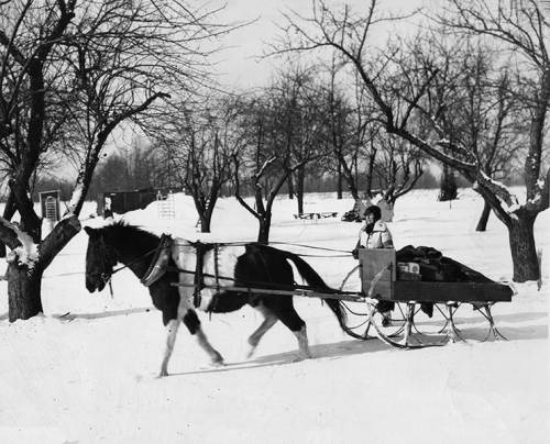 A person in winter clothing rides a horse-drawn sled through a snowy landscape with bare trees.