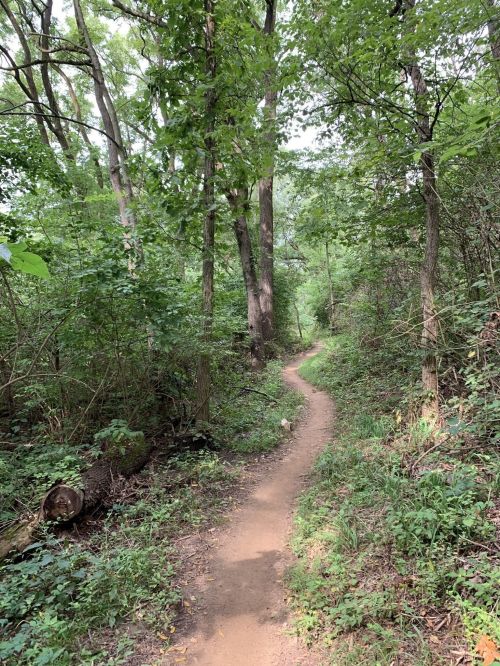 A winding dirt path through a lush green forest, surrounded by trees and dense foliage.