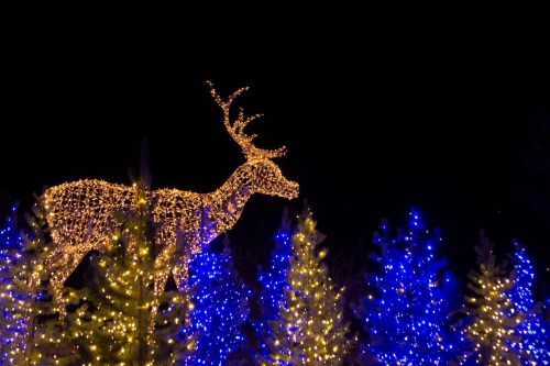 A glowing reindeer made of lights stands among blue and yellow lit trees against a dark night sky.