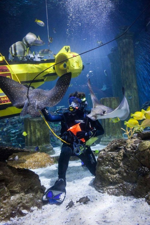 A diver surrounded by colorful fish and stingrays in an underwater scene with a yellow submarine in the background.