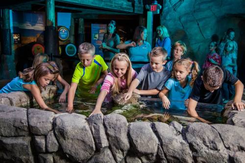 Children interacting with a touch tank at an aquarium, exploring marine life with excitement and curiosity.