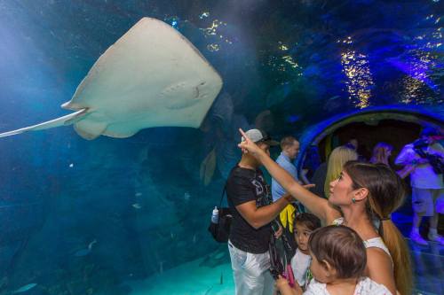 A woman points at a stingray swimming in an aquarium, surrounded by children and other visitors.
