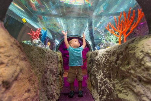 A young child stands in an aquarium tunnel, reaching up in awe at colorful fish and coral around them.