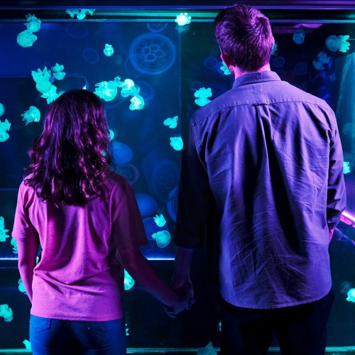 A couple holds hands in front of a glowing jellyfish tank, illuminated in vibrant blue and purple lights.