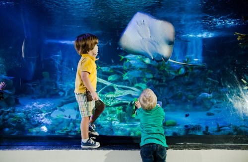 Two young children watch a stingray swimming in a large aquarium filled with colorful fish and underwater scenery.
