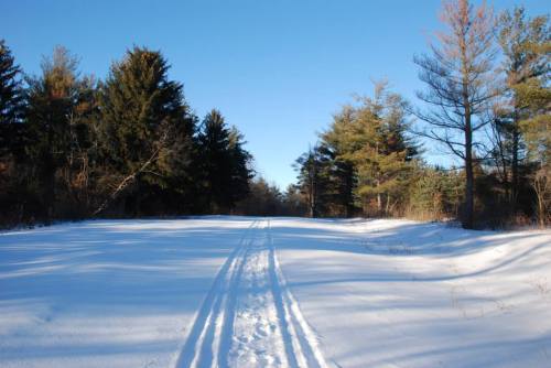 A snowy path through a forest, with ski tracks leading into the distance under a clear blue sky.