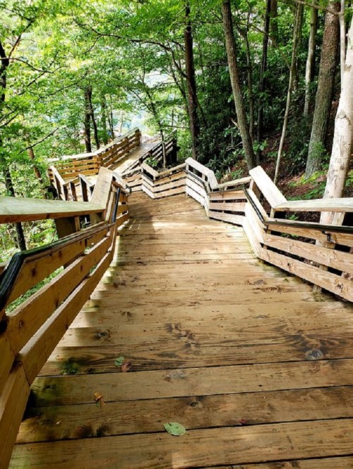 A winding wooden staircase descends through a lush green forest.
