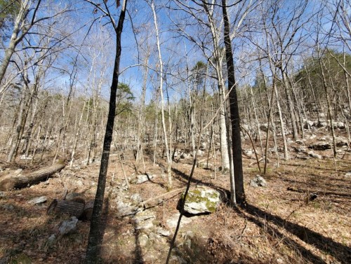 A rocky forest landscape with bare trees and a clear blue sky, showcasing a serene natural environment.