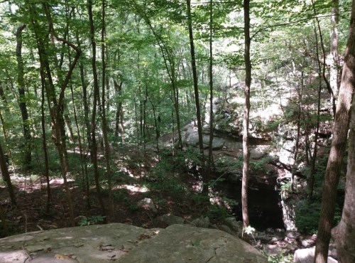 A serene forest scene with tall trees, rocky terrain, and dappled sunlight filtering through the leaves.