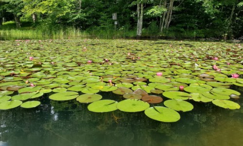 A serene pond covered with green lily pads and pink water lilies, surrounded by lush greenery.