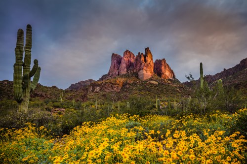 A vibrant desert landscape featuring blooming yellow flowers, towering cacti, and rugged mountains under a cloudy sky.