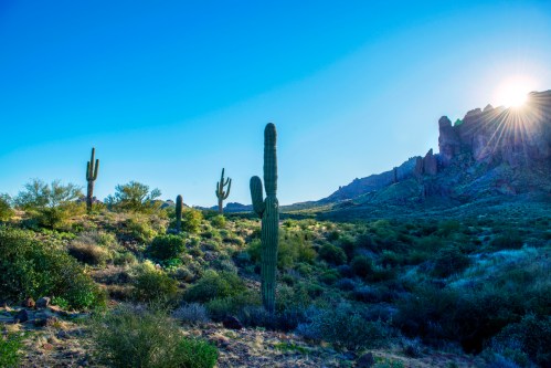 A desert landscape with tall cacti, green shrubs, and mountains under a clear blue sky with the sun rising in the background.