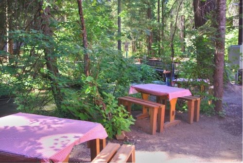 Wooden tables with checkered tablecloths surrounded by lush greenery in a forest setting.