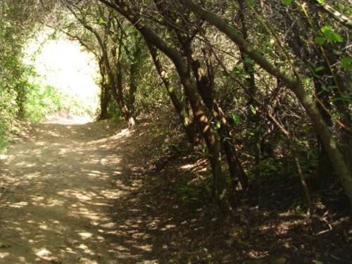A winding dirt path surrounded by lush greenery and trees, creating a serene, shaded trail.