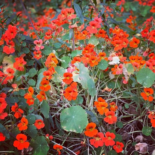 A vibrant patch of orange nasturtium flowers surrounded by green leaves in a lush garden setting.