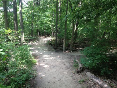 A sandy path winding through a lush green forest with trees and underbrush on either side.