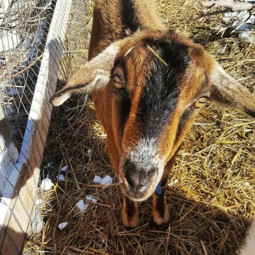 A close-up of a brown goat with distinctive markings, standing in a straw-filled pen.