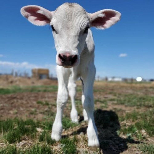 A curious white calf stands in a grassy field under a clear blue sky.