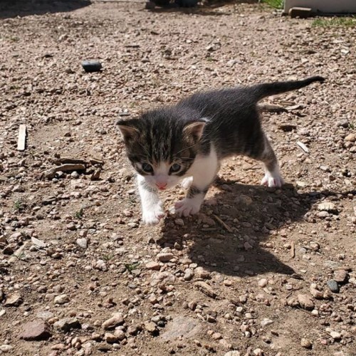 A small gray and white kitten walks on a gravel surface, exploring its surroundings in the sunlight.