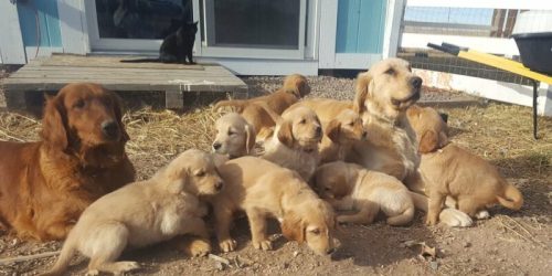 A group of golden retriever puppies and their mother sit together outside, with a black cat watching nearby.