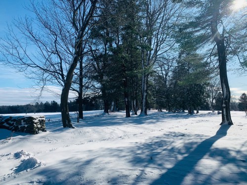 A snowy landscape with tall trees and a clear blue sky, casting long shadows on the white ground.