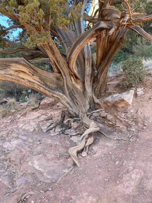 A gnarled tree trunk with twisting branches and roots, set against a rocky landscape.