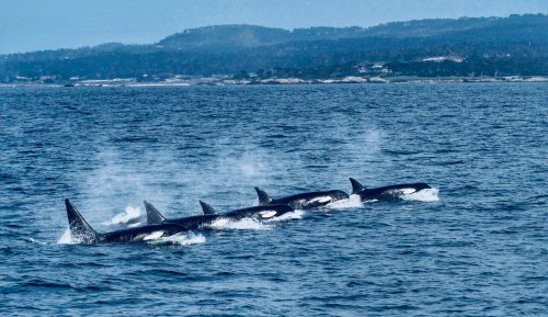 A pod of five orcas swims together in the ocean, with mist rising from their blowholes against a distant shoreline.