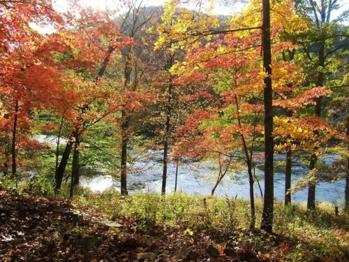 A serene landscape featuring vibrant autumn trees by a calm river, with sunlight filtering through the colorful leaves.