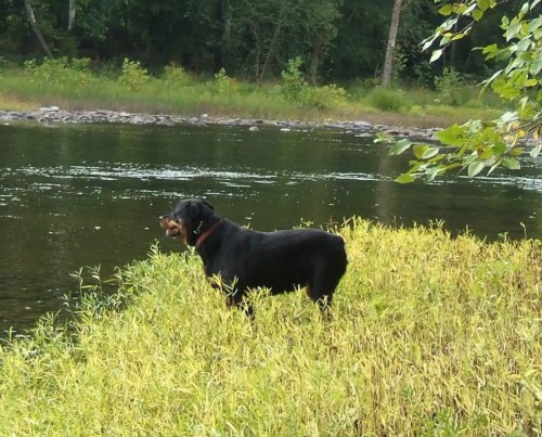A black dog stands on the grassy bank by a calm river, surrounded by trees and greenery.