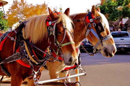 Two horses in harnesses, adorned with red and silver gear, stand side by side on a sunny street.