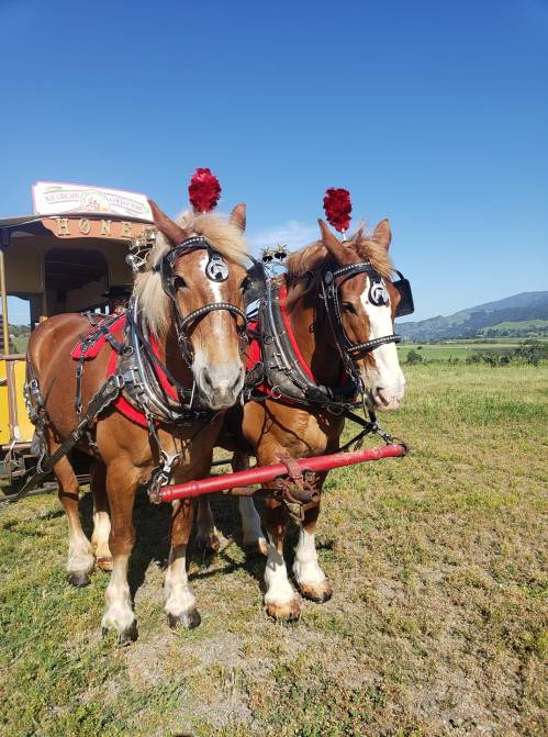 Two brown draft horses adorned with red flowers stand side by side, harnessed to a yellow wagon in a sunny field.